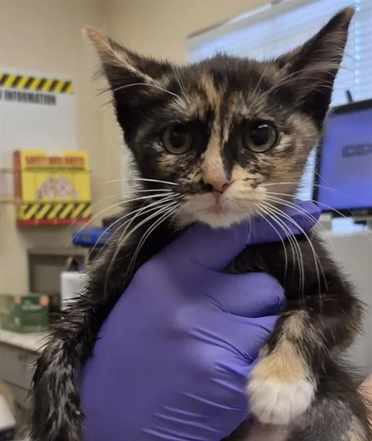 A baby small-sized female Domestic Short Hair cat named Penne for adoption in Lodi, CA