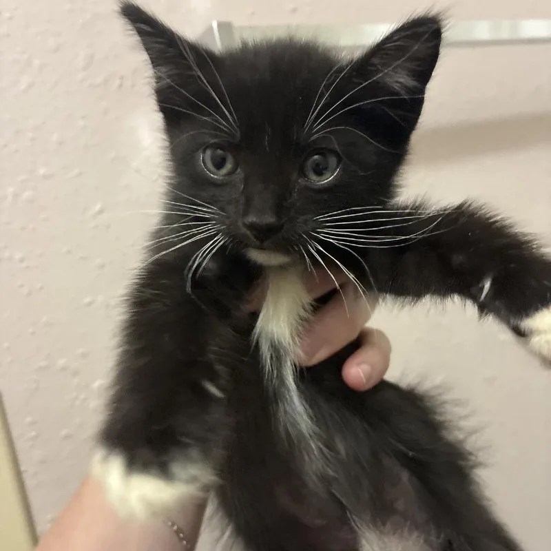 A baby small-sized male Black Domestic Medium Hair cat named Mr. Socks for adoption in Baytown, TX