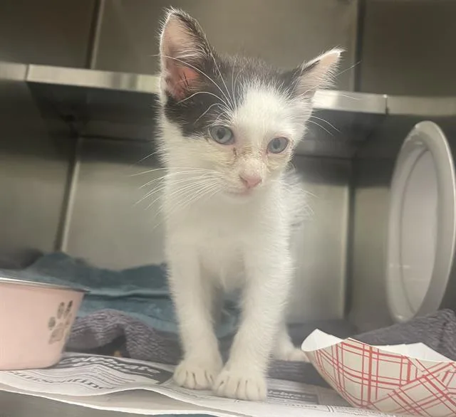 A baby small-sized male Domestic Short Hair cat named Wybie for adoption in Fort Lauderdale, FL