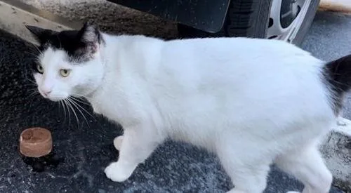 Caleb Courtesy Listing