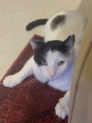 Caleb  Courtesy Listing thumbnail 3