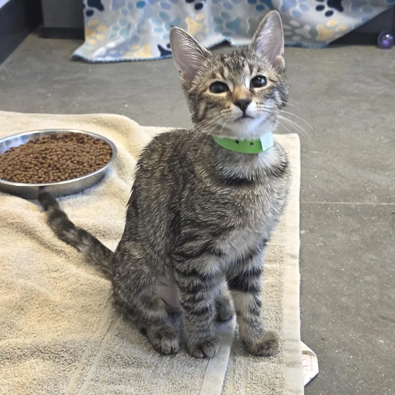 Sweet Cream thumbnail 2