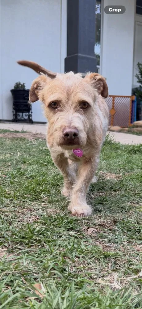 An adult small-sized male Brown / Chocolate Irish Terrier dog named Reynolds for adoption in Richmond, TX