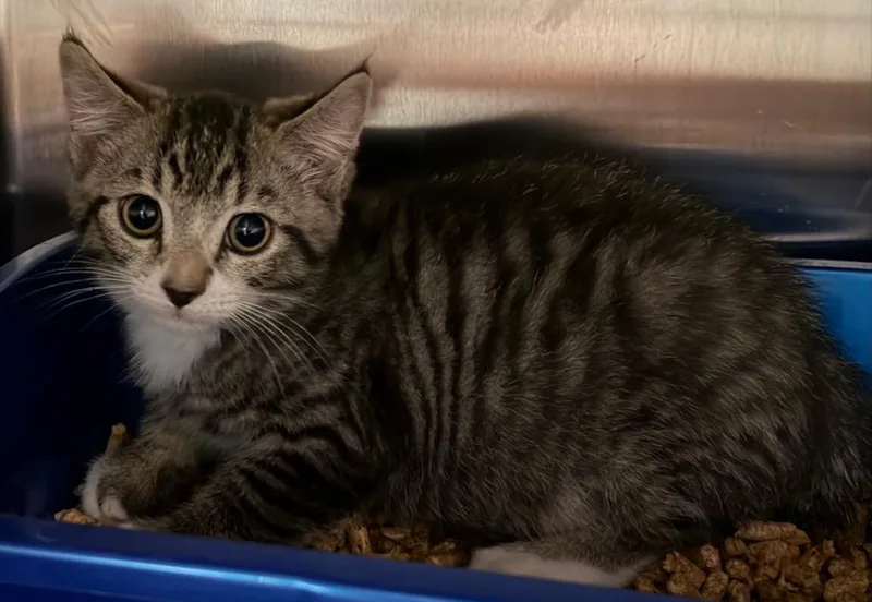 A baby small-sized male Domestic Short Hair cat named Squish for adoption in Ocala, FL
