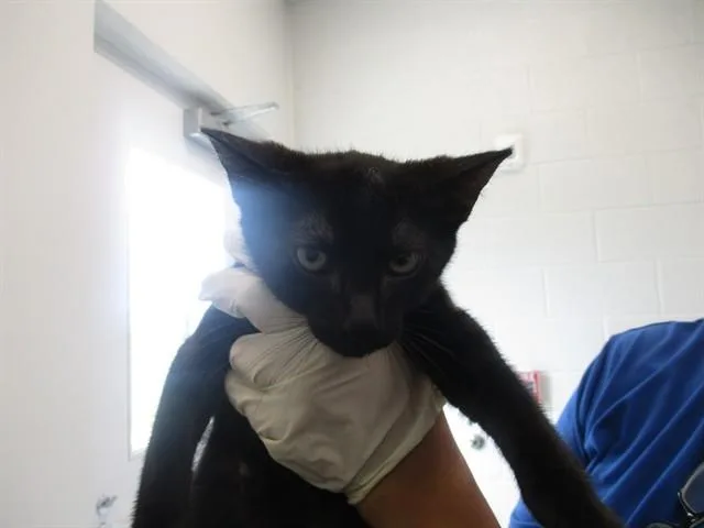 A young small-sized male Domestic Short Hair cat named Huey for adoption in Ocala, FL