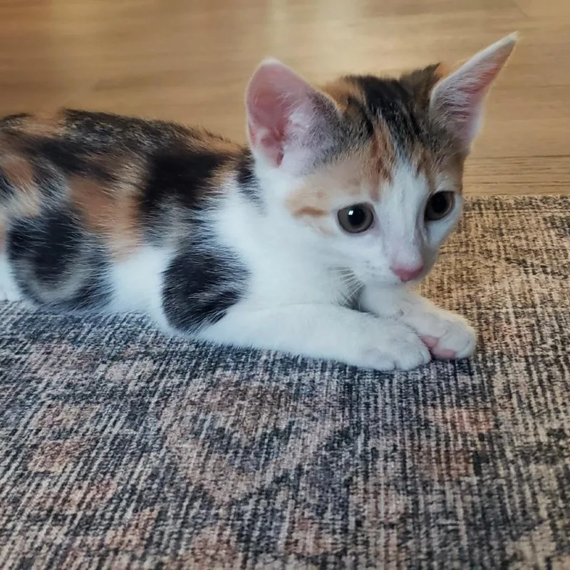 A baby small-sized female Calico Domestic Long Hair cat named May for adoption in PITTSBURGH, PA