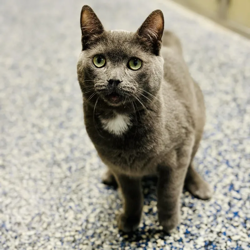 A young medium-sized male Gray / Blue / Silver Domestic Short Hair cat named Blue for adoption in Jackson, NJ