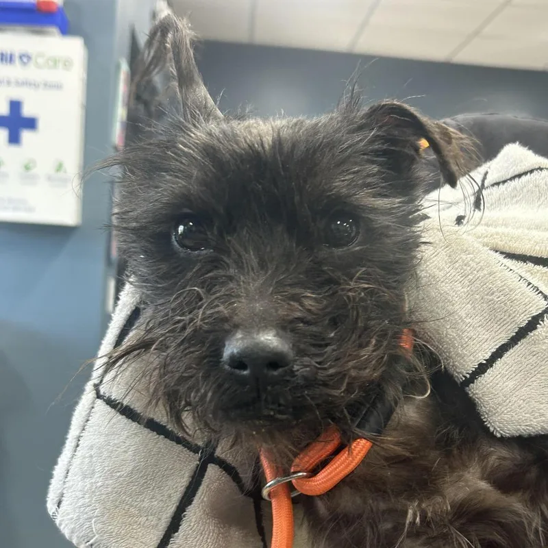 A baby small-sized male Black Schnauzer dog named Mickey for adoption in Newark, NJ