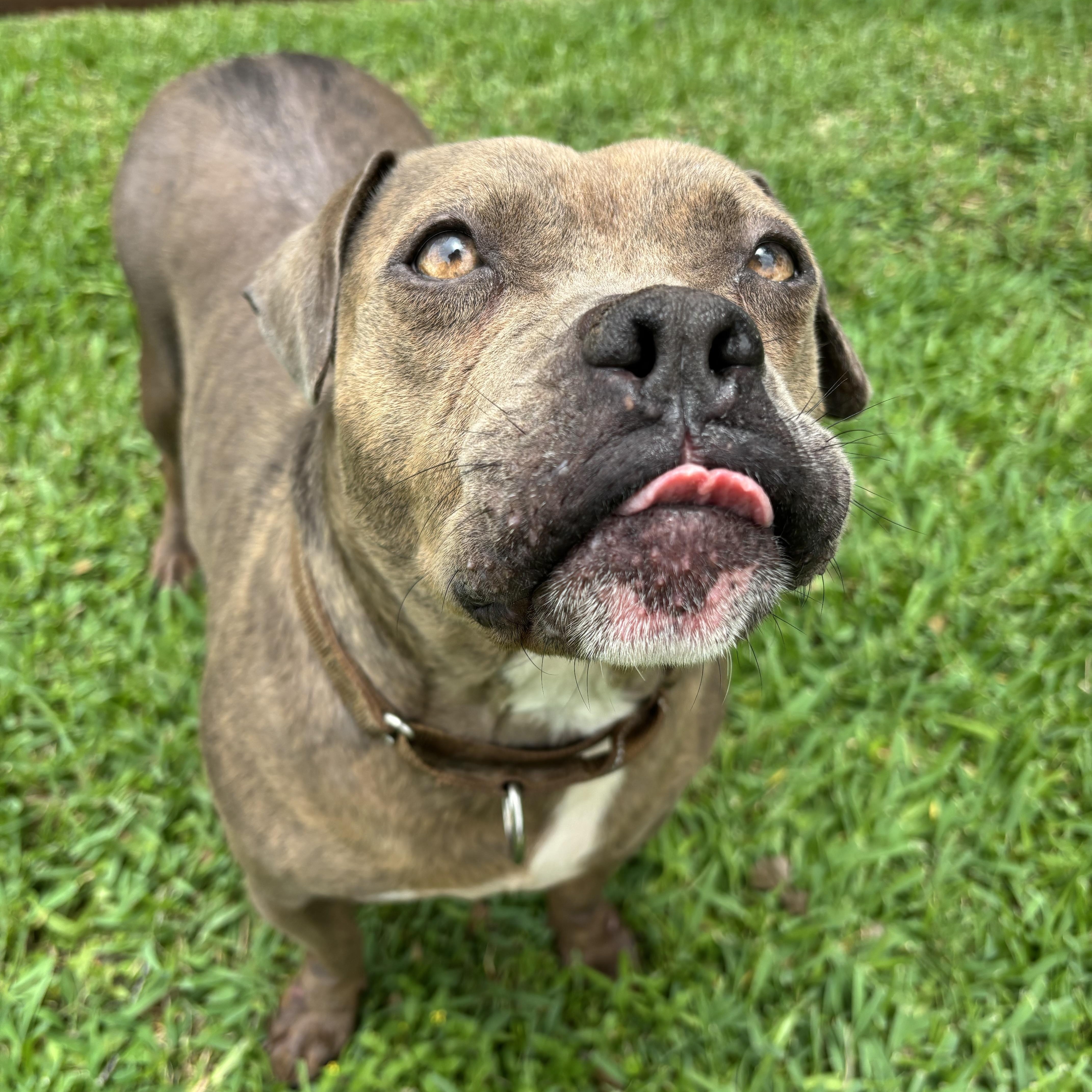 A young small-sized female Gray / Blue / Silver Mixed Breed dog named Jackie for adoption in Pearland, TX