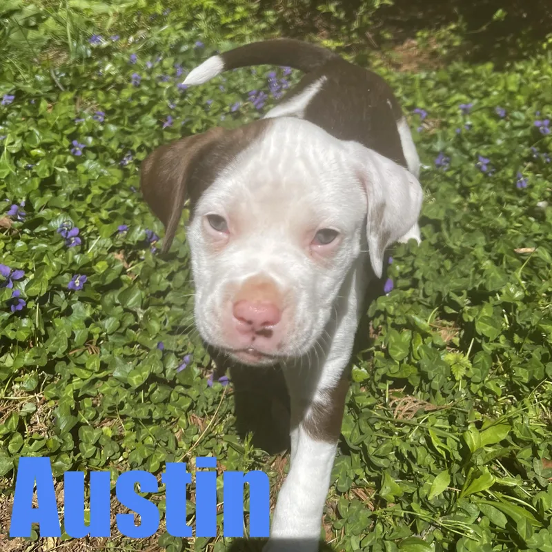 Austin thumbnail 4