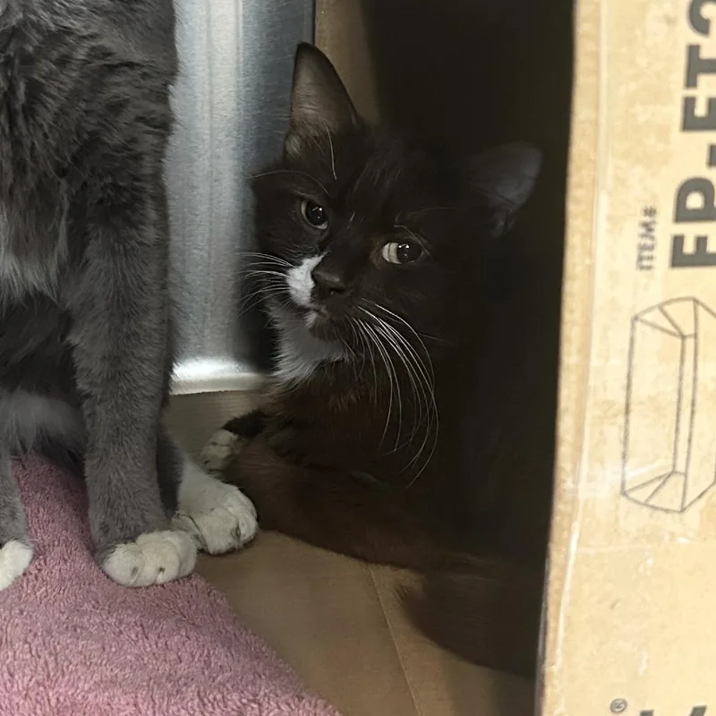 Sailor Cat Liberty
