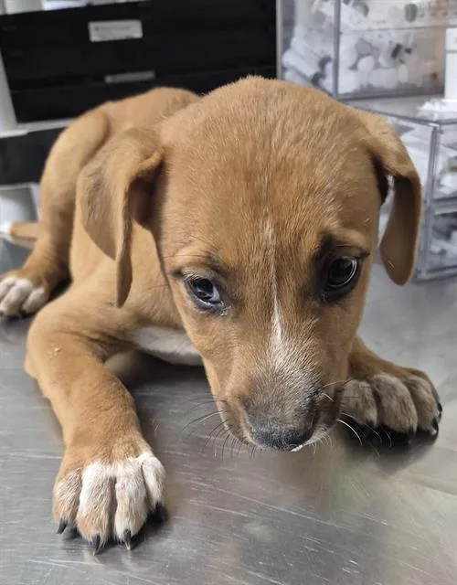 A baby small-sized female Mixed Breed dog named Molly for adoption in Bakersfield, CA