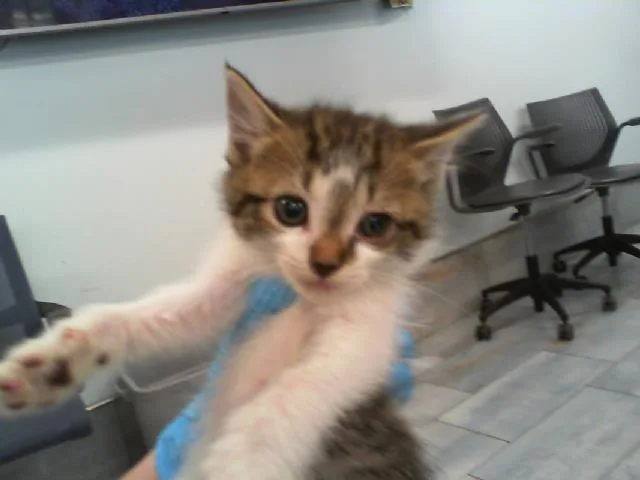 A baby small-sized female Domestic Short Hair cat named Pink for adoption in Charlotte, NC