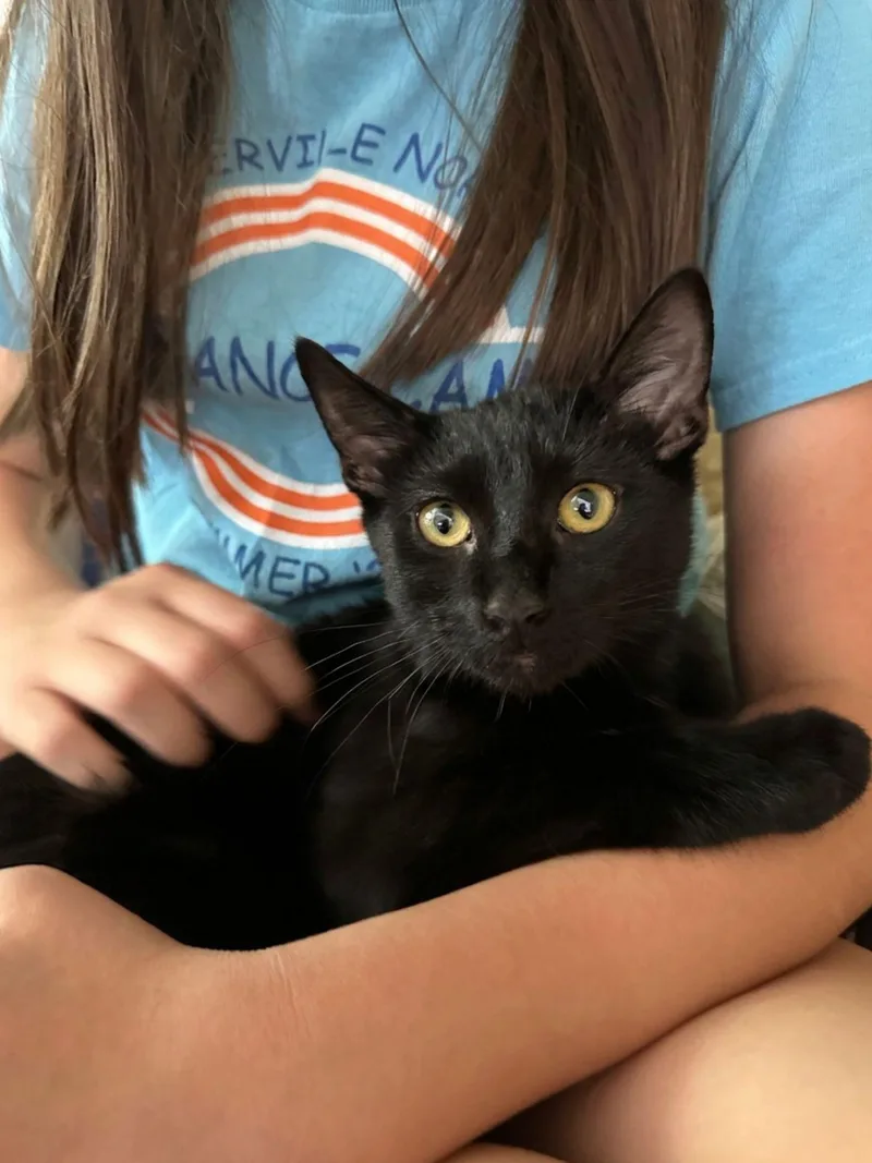 A baby medium-sized male Black Domestic Short Hair cat named Onyx for adoption in Wheaton, IL