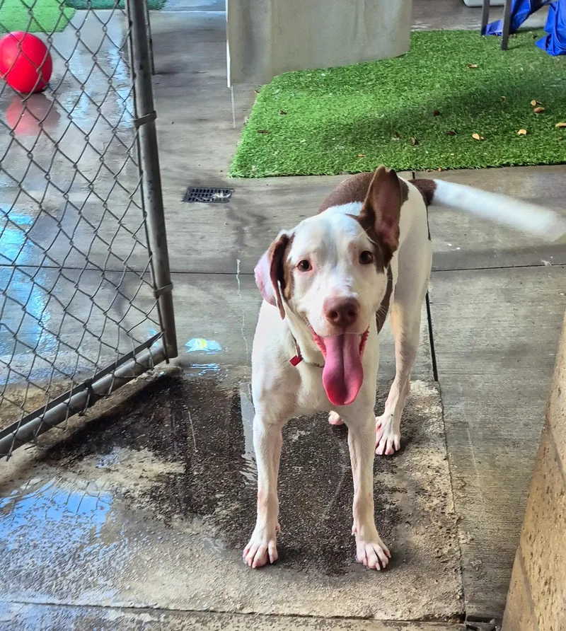 A young medium-sized female Brown / Chocolate English Pointer dog named The Pointer Sisters Marigold for adoption in Manhattan Beach, CA