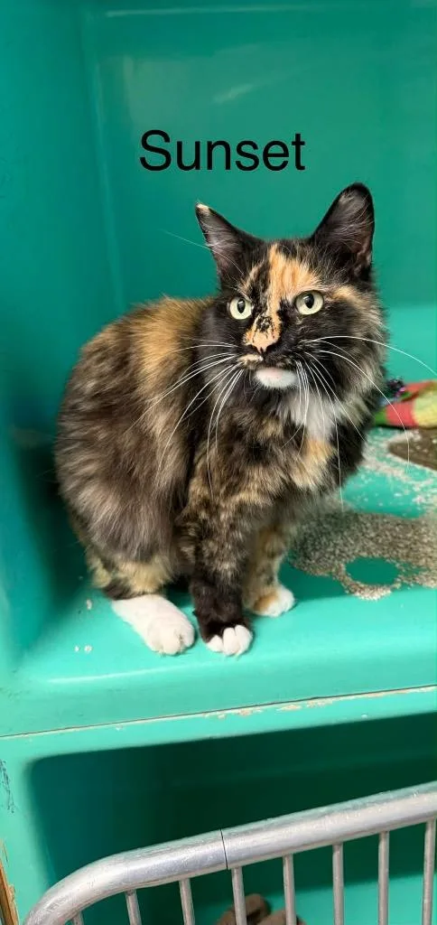 A young medium-sized female Domestic Long Hair cat named Sunset for adoption in Plattsburgh, NY