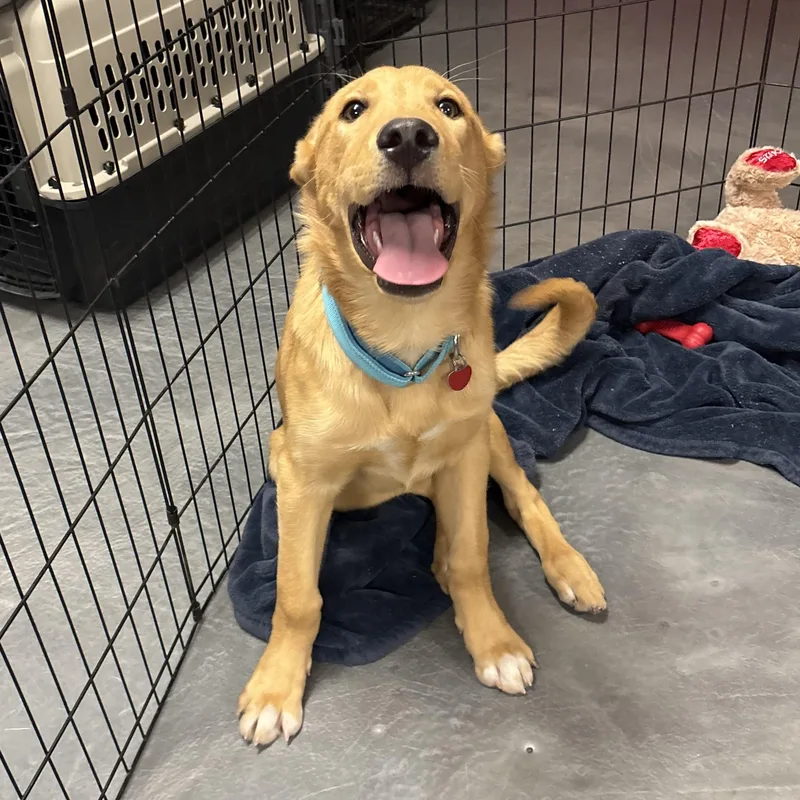 Indiana Bones thumbnail 2