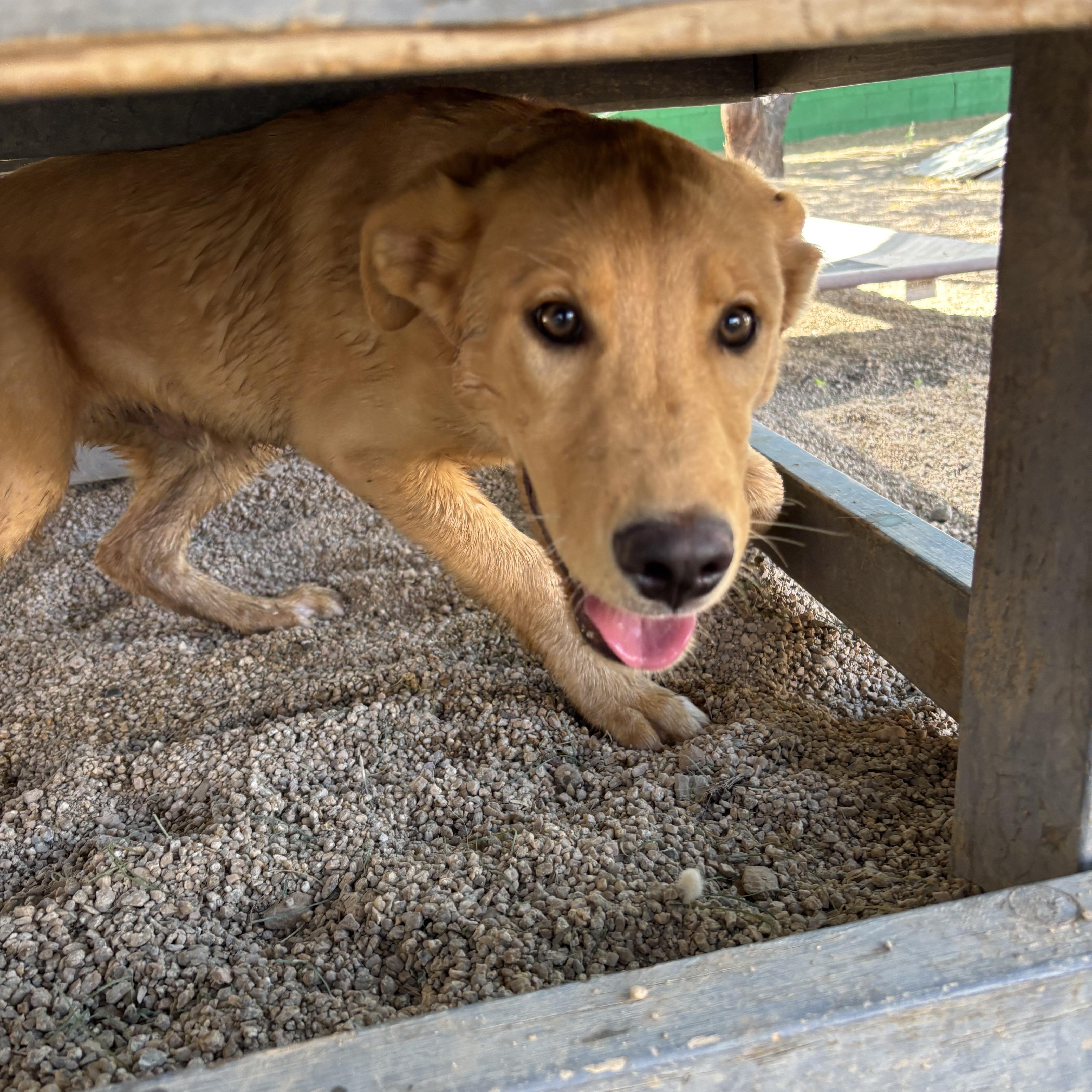 Indiana Bones thumbnail 3