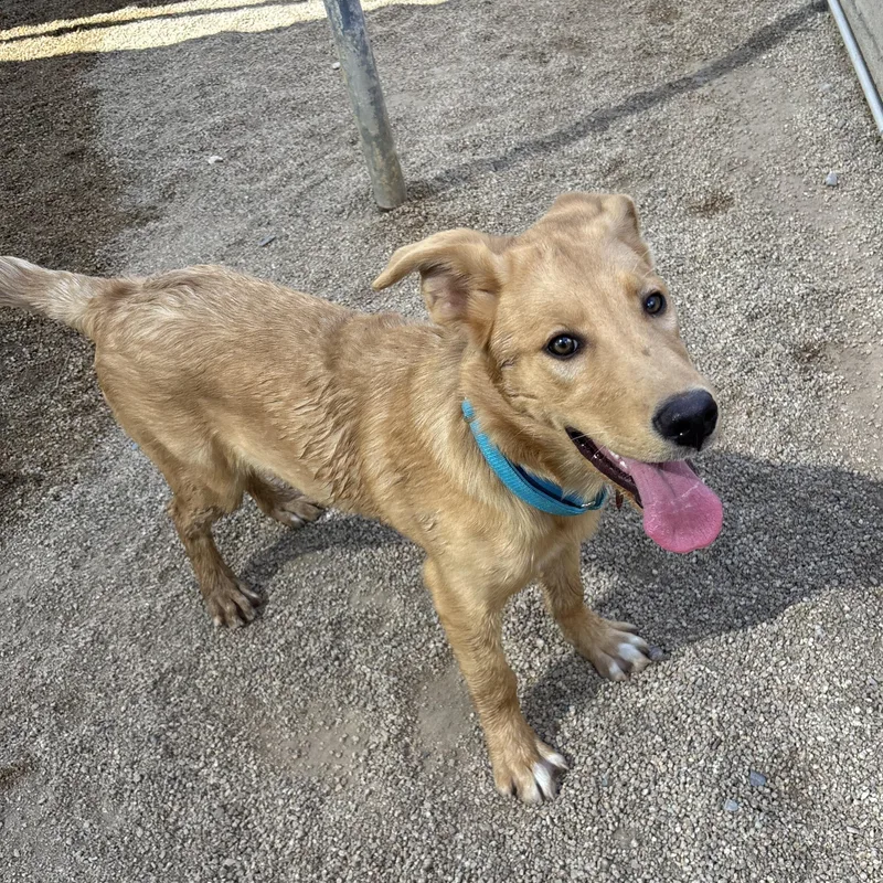 Indiana Bones thumbnail 4