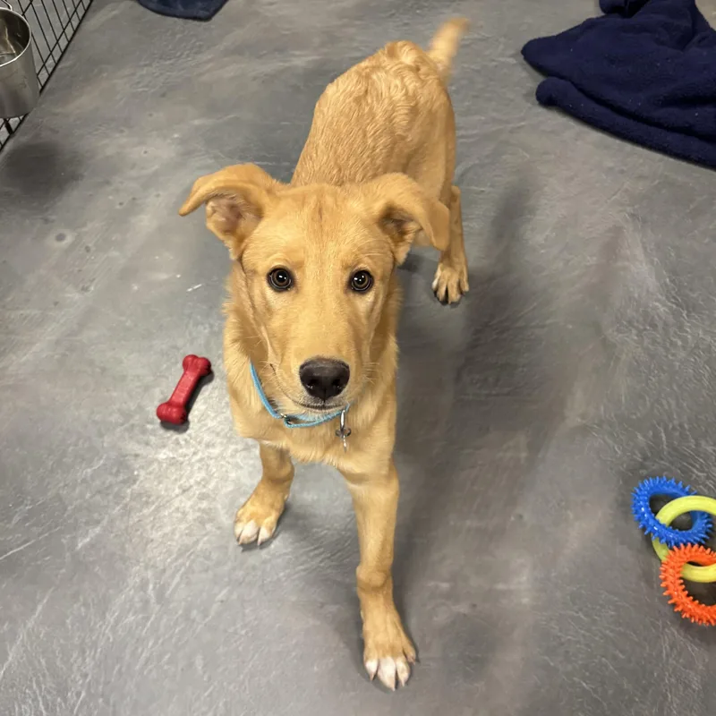 Indiana Bones thumbnail 5