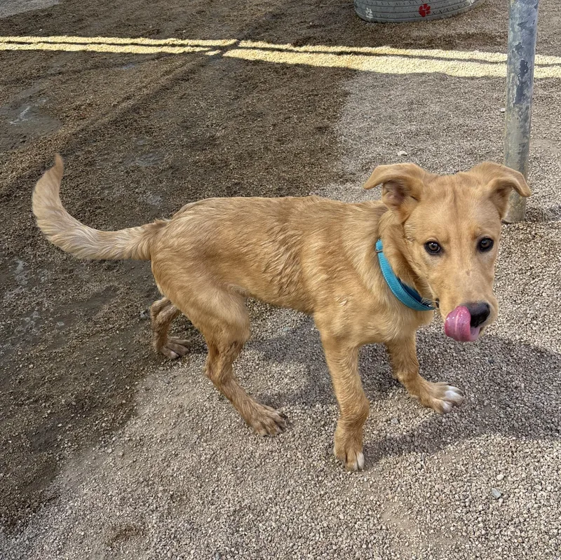 Indiana Bones thumbnail 6