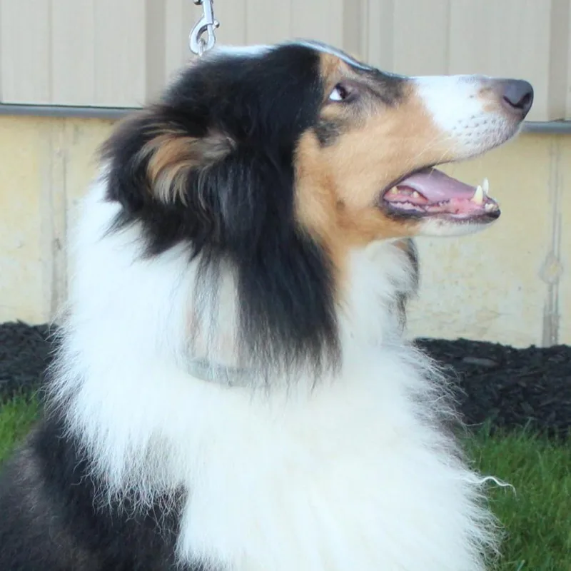 An adult large-sized male Collie dog named Collin for adoption in Eaton, OH