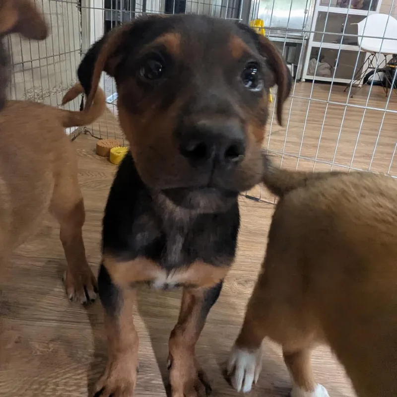 A baby medium-sized male Black Mixed Breed dog named Kayak for adoption in Tacoma, WA