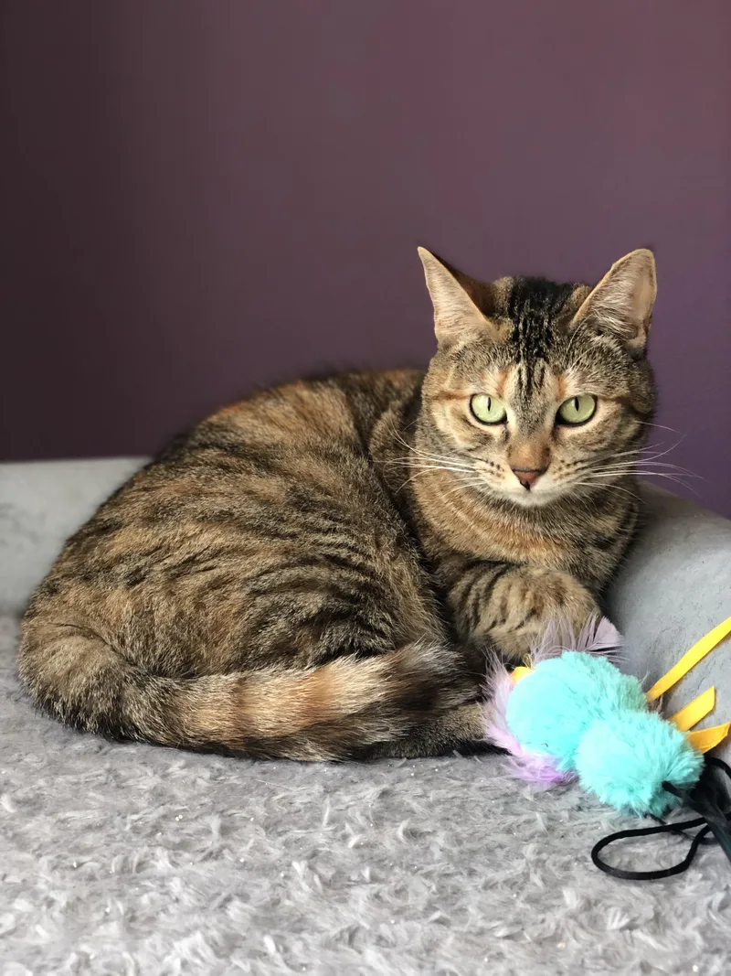 An adult medium-sized female Torbie Domestic Short Hair cat named Moxie for adoption in Union City, CA