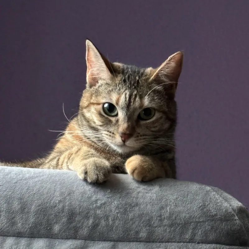 Moxie thumbnail 3