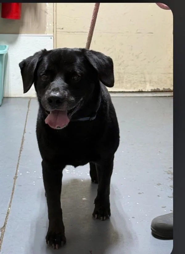 An adult large-sized male Labrador Retriever dog named Roy for adoption in Dallas, GA