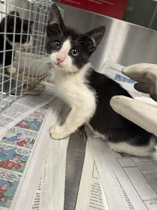 A baby small-sized female Domestic Short Hair cat named Curly for adoption in Van Nuys, CA