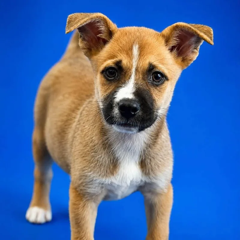 A baby medium-sized female Tricolor (Brown, Black, & White) Mixed Breed dog named Tasha for adoption in Yaphank, NY
