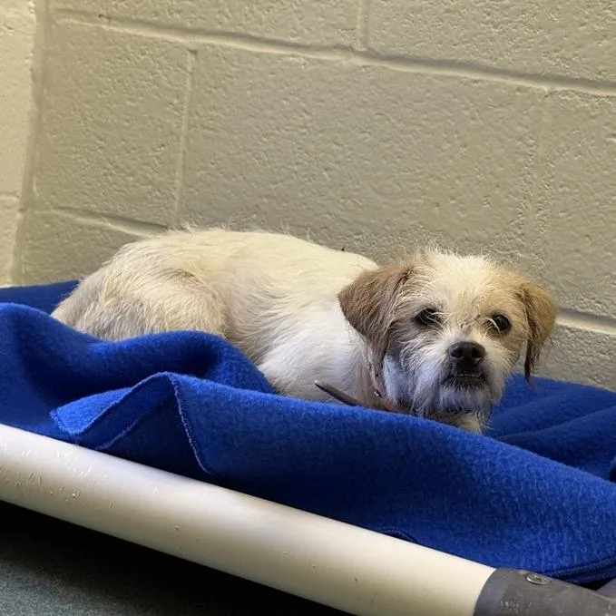 A baby small-sized female Mixed Breed dog named Gina for adoption in Birdsboro, PA