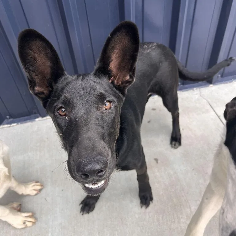 A young medium-sized female Black Cattle Dog dog named Midnight for adoption in Chicago, IL
