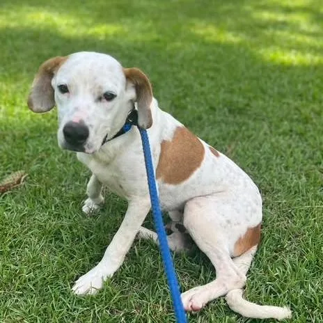 A young medium-sized male White / Cream Terrier dog named Otis for adoption in Fairfax Station, VA