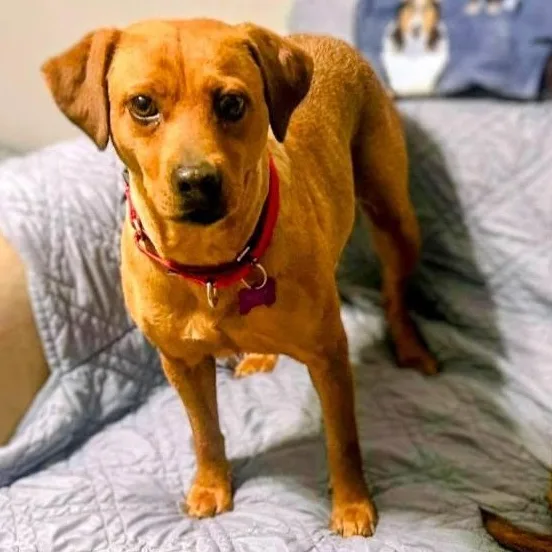 An adult medium-sized female Coonhound dog named Cinnamon for adoption in Springfield, MO