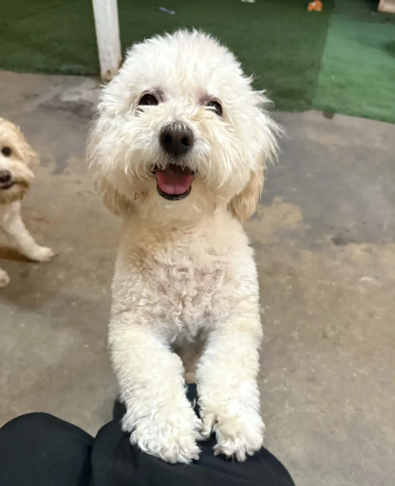 Marelica thumbnail 3