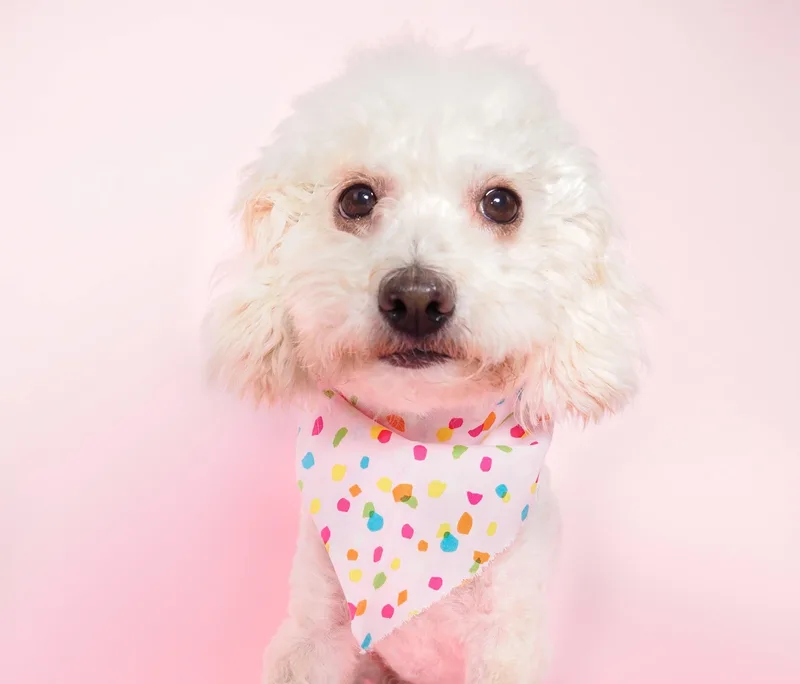 Marelica thumbnail 4