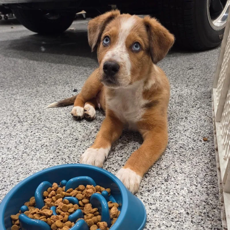 A baby small-sized male Yellow / Tan / Blond / Fawn Mixed Breed dog named Rolex for adoption in Buffalo, MN
