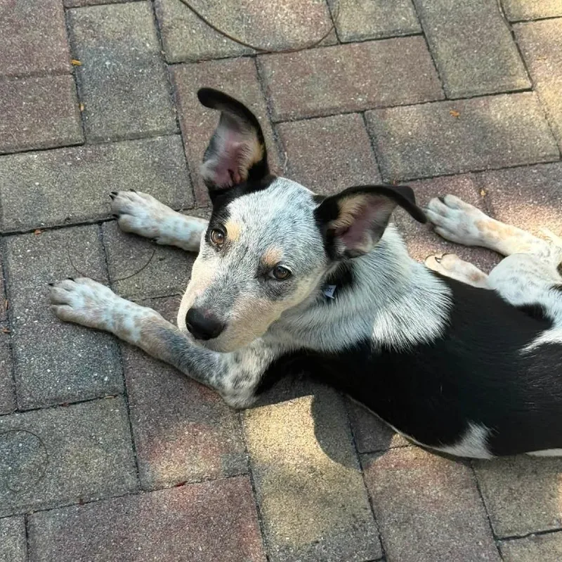 A baby small-sized male Gray / Blue / Silver Mixed Breed dog named Bluey for adoption in Naples, FL