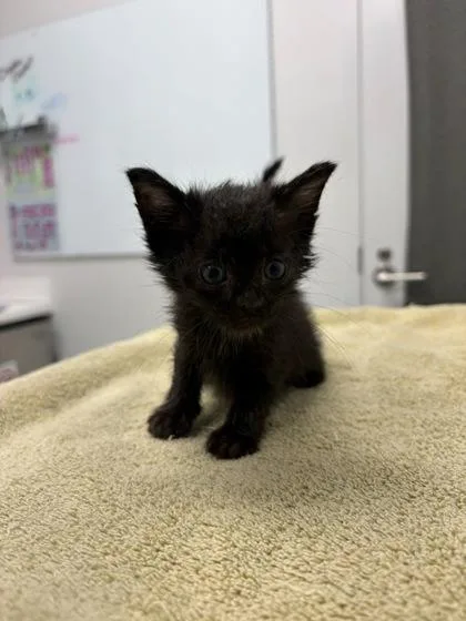 A baby small-sized male Black Domestic Short Hair cat named Angelo for adoption in Kansas City, MO