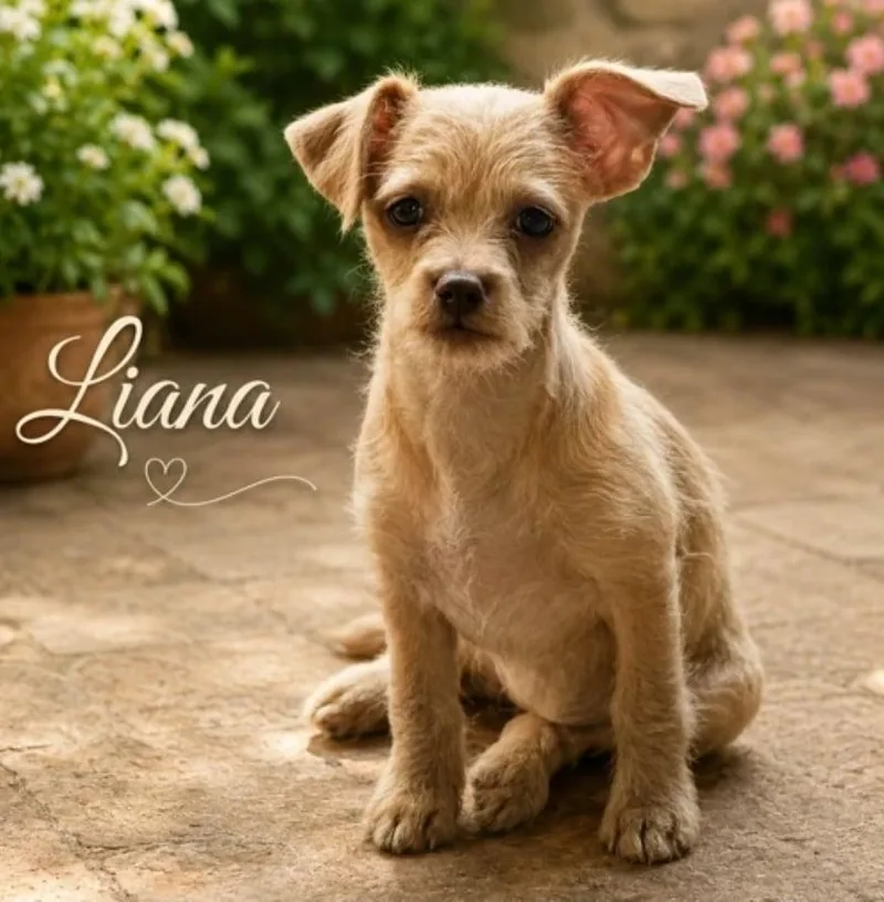 A baby small-sized female Chihuahua dog named Liana for adoption in Morganville, NJ