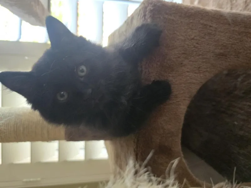 A baby small-sized male Black Domestic Medium Hair cat named Gucci for adoption in La Jolla, CA