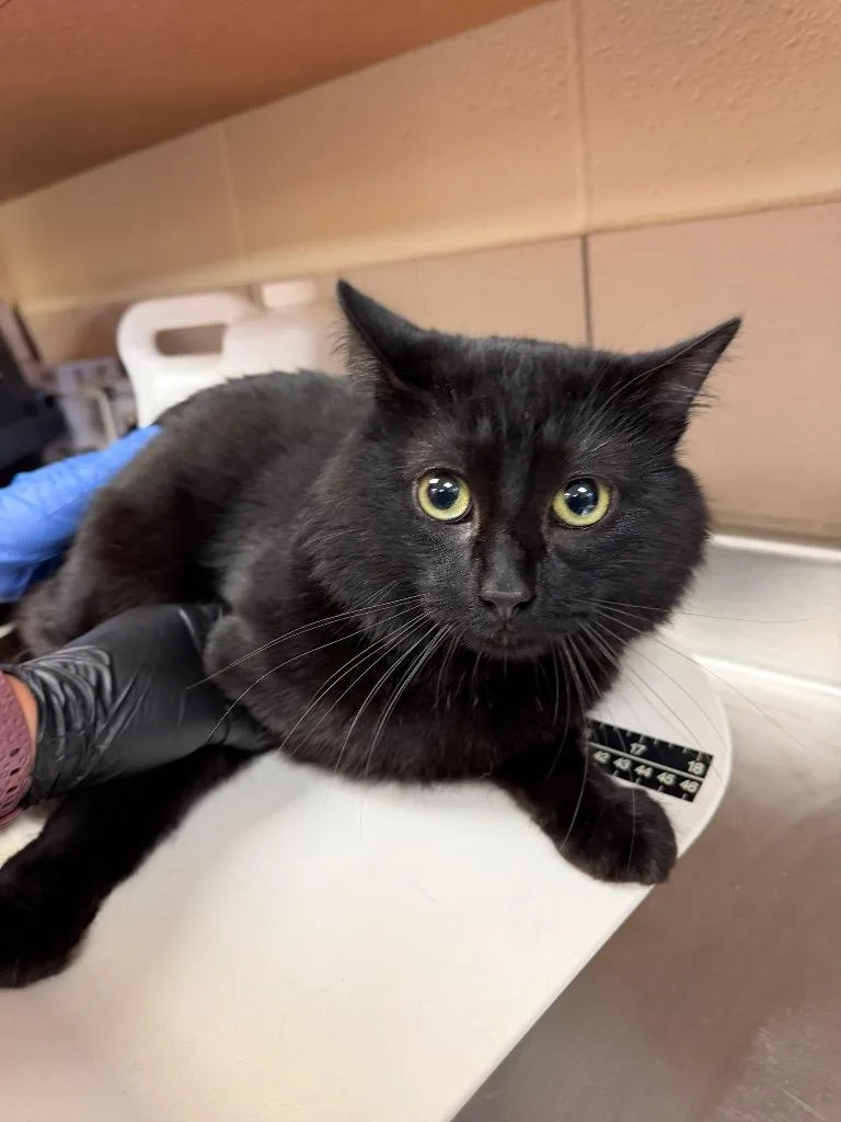 A young medium-sized male Domestic Short Hair cat named Jasper for adoption in Bossier City, LA