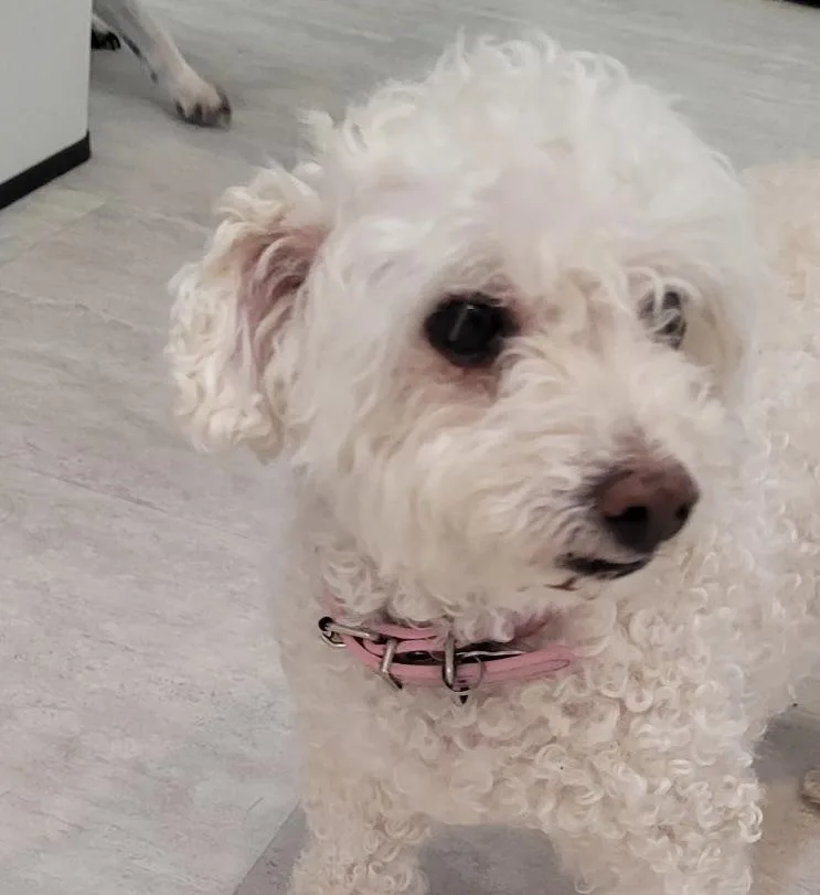 An adult small-sized female Bichon Frise dog named Josie for adoption in Placentia, CA