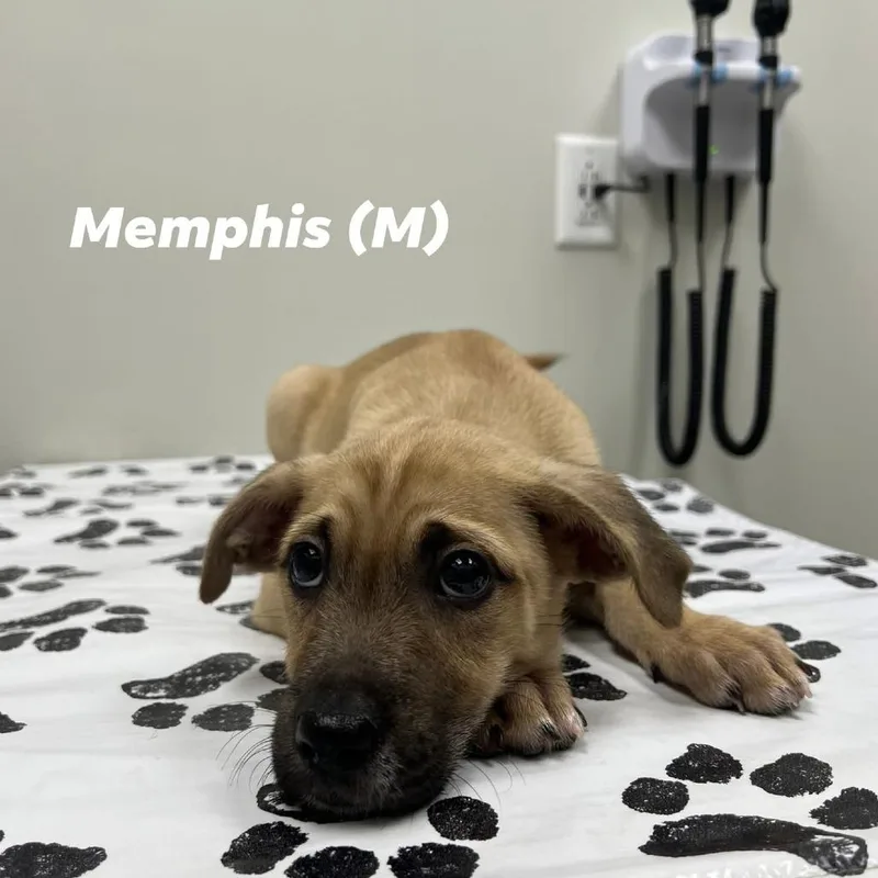 Memphis thumbnail 2