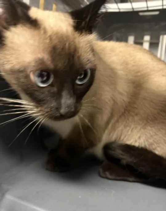 An adult large-sized female Siamese cat named Bella for adoption in Los Angeles, CA
