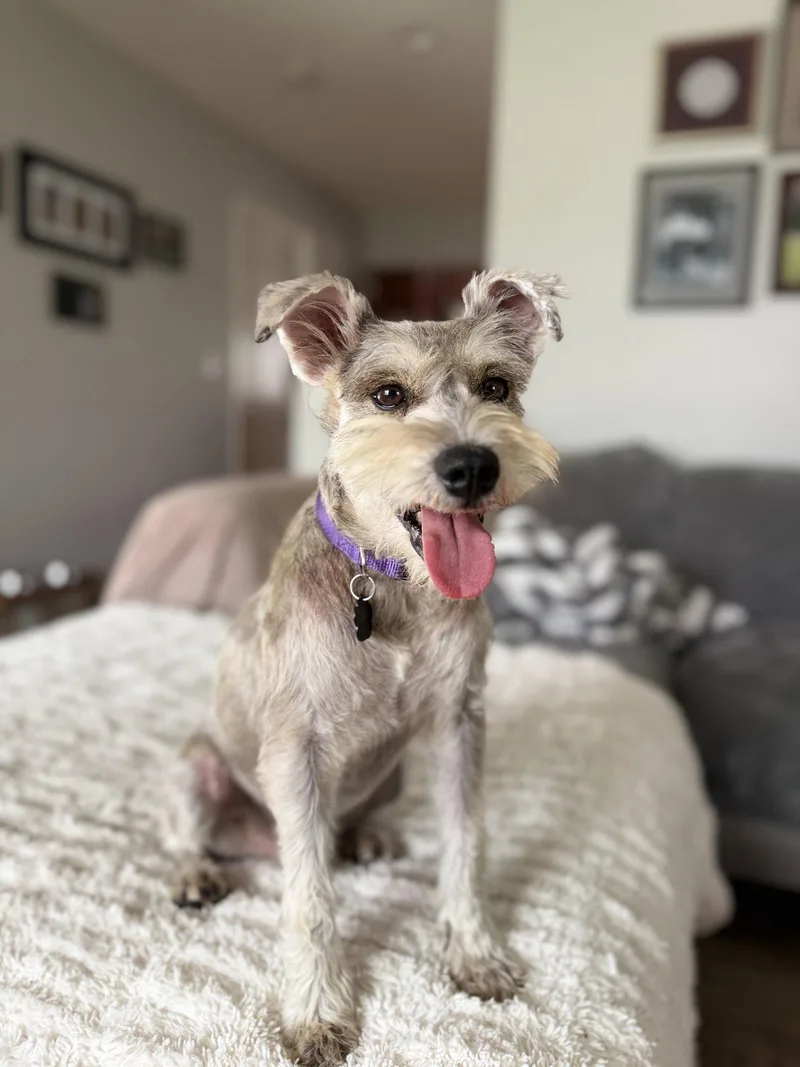 An adult small-sized male Schnauzer dog named Murphy for adoption in Orange, CA