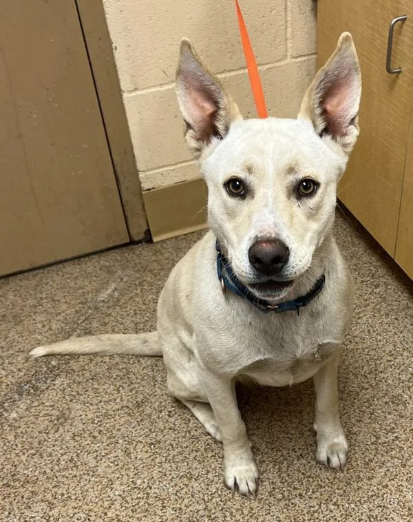 A young large-sized female Shepherd dog named Summer for adoption in Salem, OR