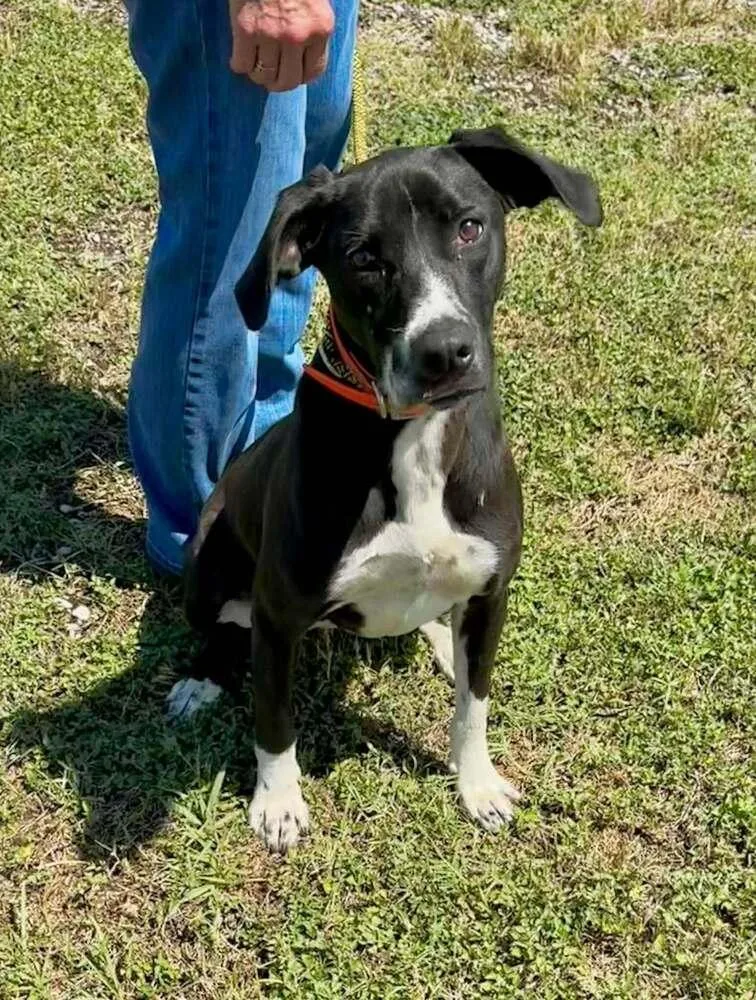 A young medium-sized female Tricolor (Brown, Black, & White) Mixed Breed dog named Everlyn for adoption in Scott, LA